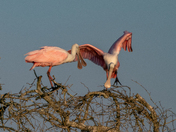 Aransas National Wildlife Refuge