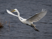 Anahuac National Wildlife Refuge
