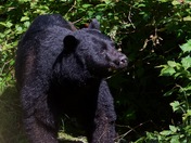 Tongass National Forest