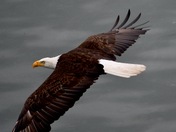 Tongass National Forest