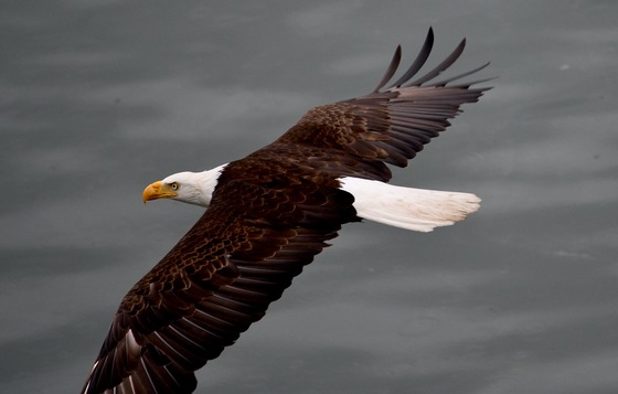 Tongass National Forest