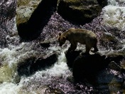 Tongass National Forest