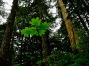 Tongass National Forest
