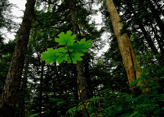 Tongass National Forest
