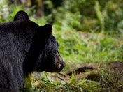 Tongass National Forest