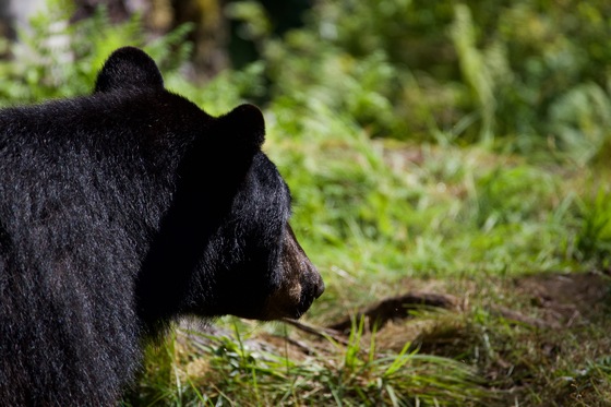 Tongass National Forest