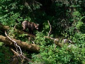 Tongass National Forest