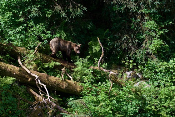 Tongass National Forest