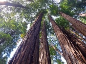 Muir Woods National Monument 