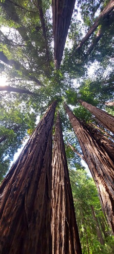 Muir Woods National Monument 