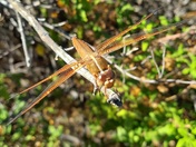 Muir Woods National Monument 