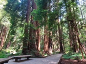 Muir Woods