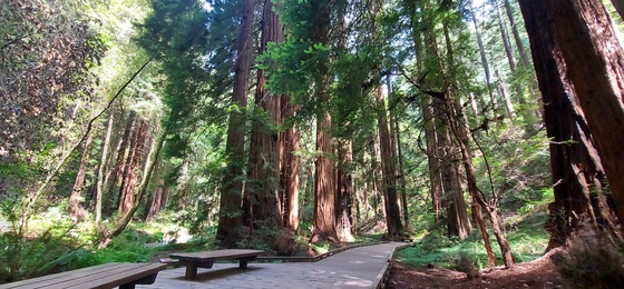 Muir Woods