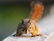 Red Squirrel 
