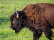 Theodore Roosevelt National Park