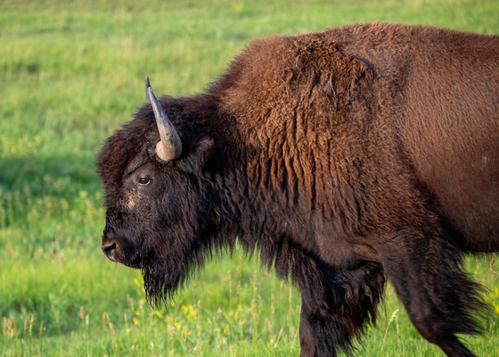 Theodore Roosevelt National Park
