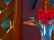 Humming Bird