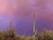 Saguaro National Park 