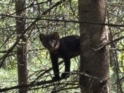 Voyageurs National Park