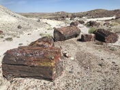 Petrified Forest National Park