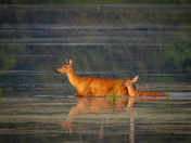 White Tailed Deer mother & Fawn