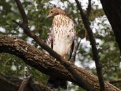 Cooper's Hawk