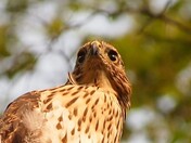 Cooper's hawk close-up