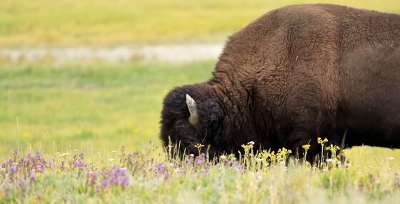 Yellowstone National Park