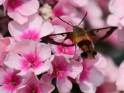 Hummer of a different kind