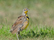 Badlands National Park