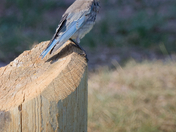 Badlands National Park