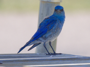 Badlands National Park