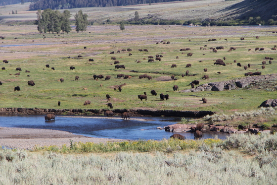 Yellowstone National Park 