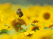 Bird on a sunflower