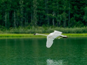 Swan in flight