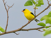Goldfinch