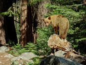 Kings Canyon National Park