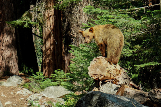 Kings Canyon National Park