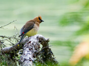 Waxwing fluffed up