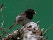 Dark eyed Junco resting with snack