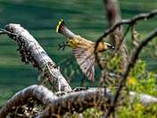 Waxwing takes flight
