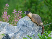 Marmot enjoying sun