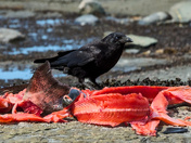 Overwhelming Discovery