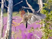 Green heron landing 