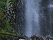 Khutzeymateen birds and bears