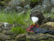 Khutzeymateen birds and bears