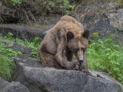Khutzeymateen birds and bears