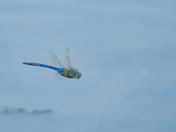 Shawnee National Forest