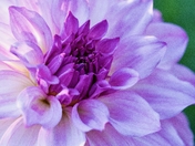 Where Hope Blooms (2)