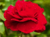 Where Hope Blooms (3)